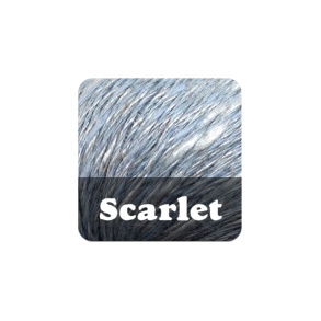 Scarlet