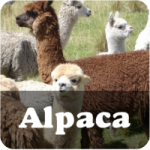 Alpaca