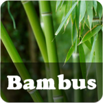Bambus