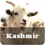 Kashmir
